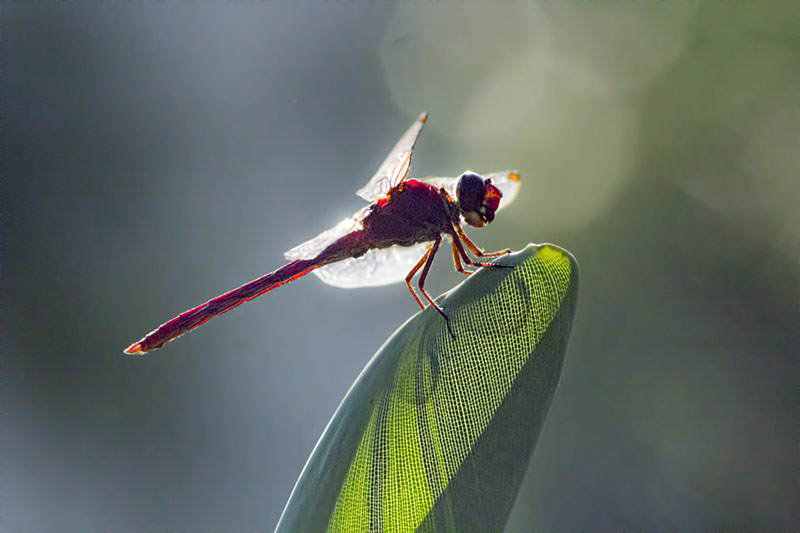 Como fazer fotografia Macro - Safari no jardim 2 663525libelula5 blog | Arte | fotografia, insetos, macro