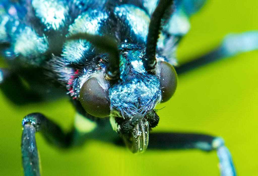Como fazer fotografia Macro - Safari no jardim 2 663525moth blog | Arte | fotografia, insetos, macro