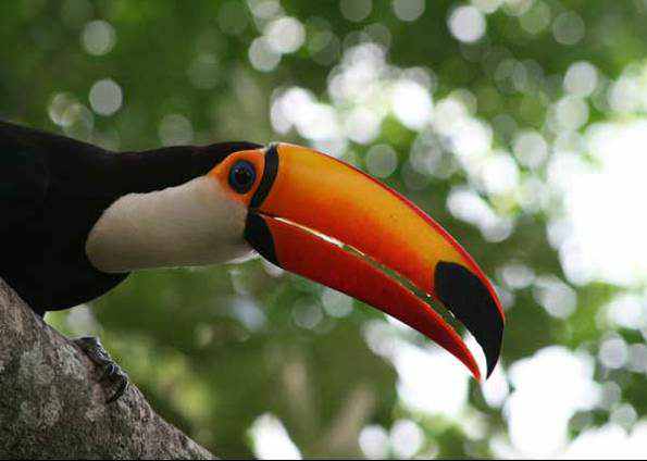 40 aves de bicos estranhos 6928840,,21444636 FMM,00 | Animais | animais, aves, bichos, bizarro, curioso, estranho