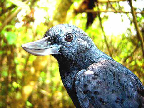 40 aves de bicos estranhos 692884070626 smiling bird big | Animais | animais, aves, bichos, bizarro, curioso, estranho
