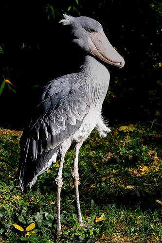 40 aves de bicos estranhos 6928842961251074 6734fa7bd0 | Animais | animais, aves, bichos, bizarro, curioso, estranho