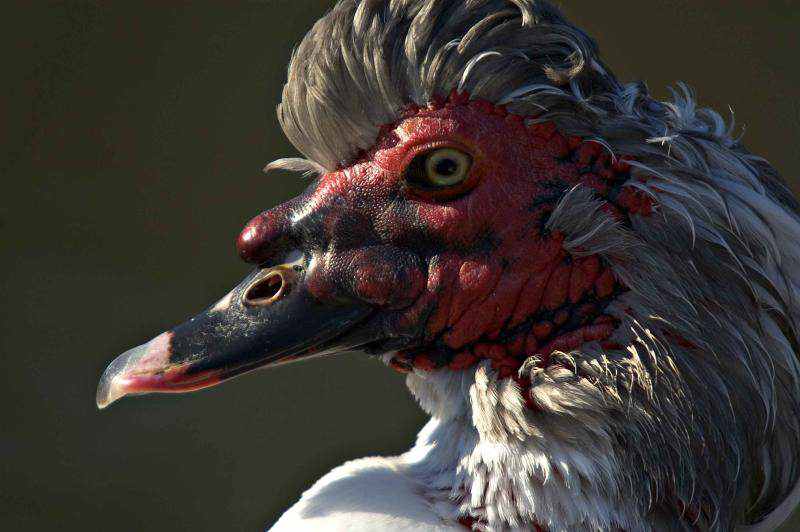 40 aves de bicos estranhos 69288441002031.Uglybird | Animais | animais, aves, bichos, bizarro, curioso, estranho