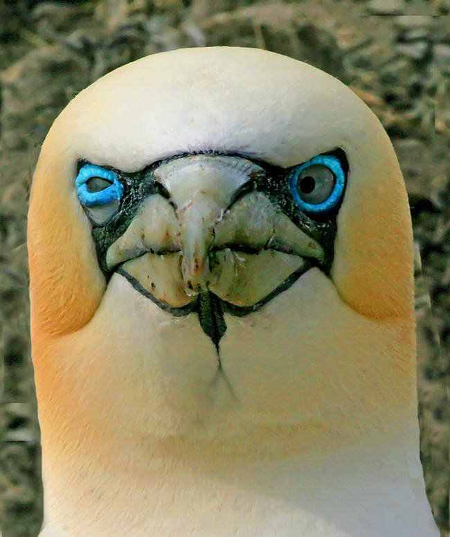 40 aves de bicos estranhos 692884650GANNET 5 | Animais | animais, aves, bichos, bizarro, curioso, estranho
