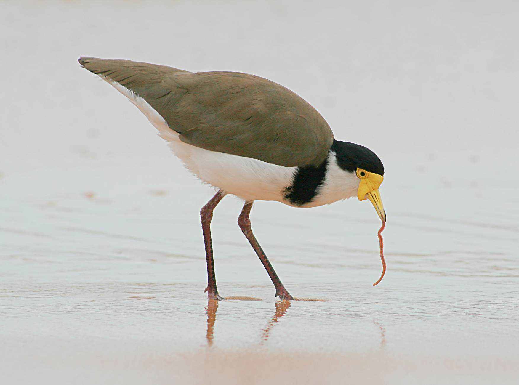40 aves de bicos estranhos 692884Masked Lapwing with worm | Animais | animais, aves, bichos, bizarro, curioso, estranho