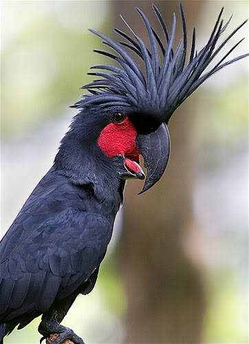 40 aves de bicos estranhos 692884Palm Cockatoo2 | Animais | animais, aves, bichos, bizarro, curioso, estranho