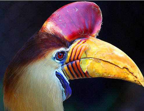 40 aves de bicos estranhos 692884avebizarra | Animais | animais, aves, bichos, bizarro, curioso, estranho