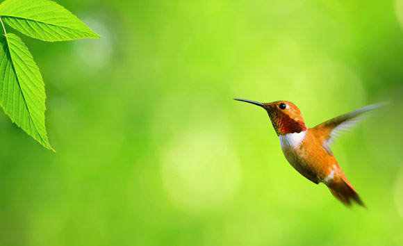 40 aves de bicos estranhos 692884beijaflor | Animais | animais, aves, bichos, bizarro, curioso, estranho
