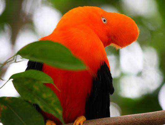 40 aves de bicos estranhos 692884bful birds action 27 | Animais | animais, aves, bichos, bizarro, curioso, estranho