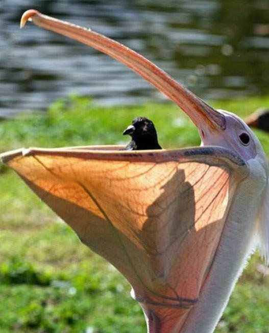 40 aves de bicos estranhos 692884bicobizarro2 | Animais | animais, aves, bichos, bizarro, curioso, estranho