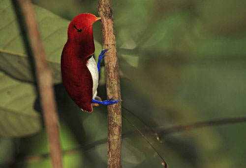 40 aves de bicos estranhos 692884bicobizarro3 | Animais | animais, aves, bichos, bizarro, curioso, estranho