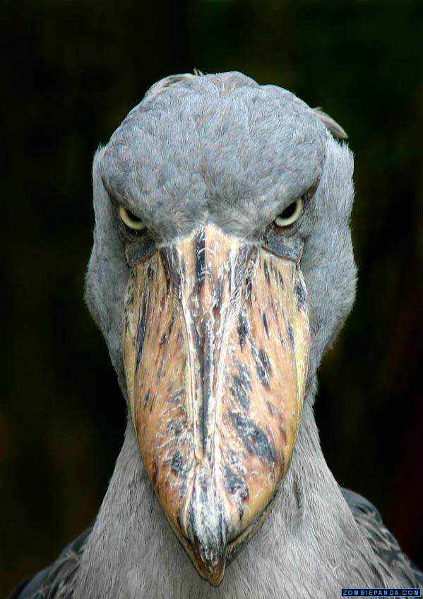 40 aves de bicos estranhos 692884bigbeakduck | Animais | animais, aves, bichos, bizarro, curioso, estranho