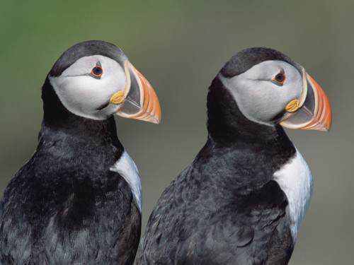40 aves de bicos estranhos 692884exotic birds wallpapers | Animais | animais, aves, bichos, bizarro, curioso, estranho