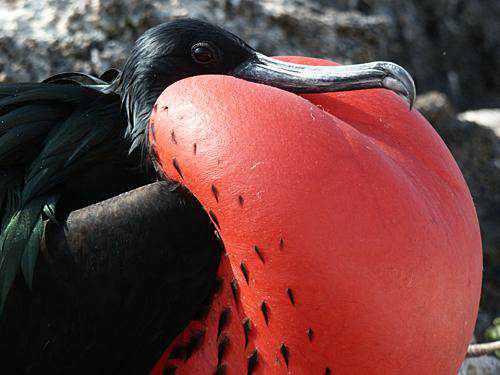 40 aves de bicos estranhos 692884frigate bird | Animais | animais, aves, bichos, bizarro, curioso, estranho