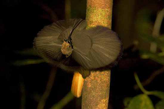 40 aves de bicos estranhos 692884image011 | Animais | animais, aves, bichos, bizarro, curioso, estranho