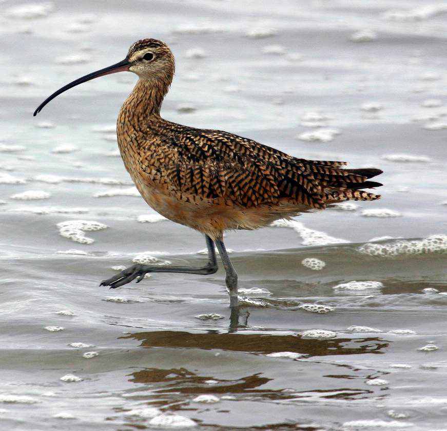 40 aves de bicos estranhos 692884immature long billed curlew reduced | Animais | animais, aves, bichos, bizarro, curioso, estranho
