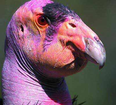 40 aves de bicos estranhos 692884nutsack | Animais | animais, aves, bichos, bizarro, curioso, estranho