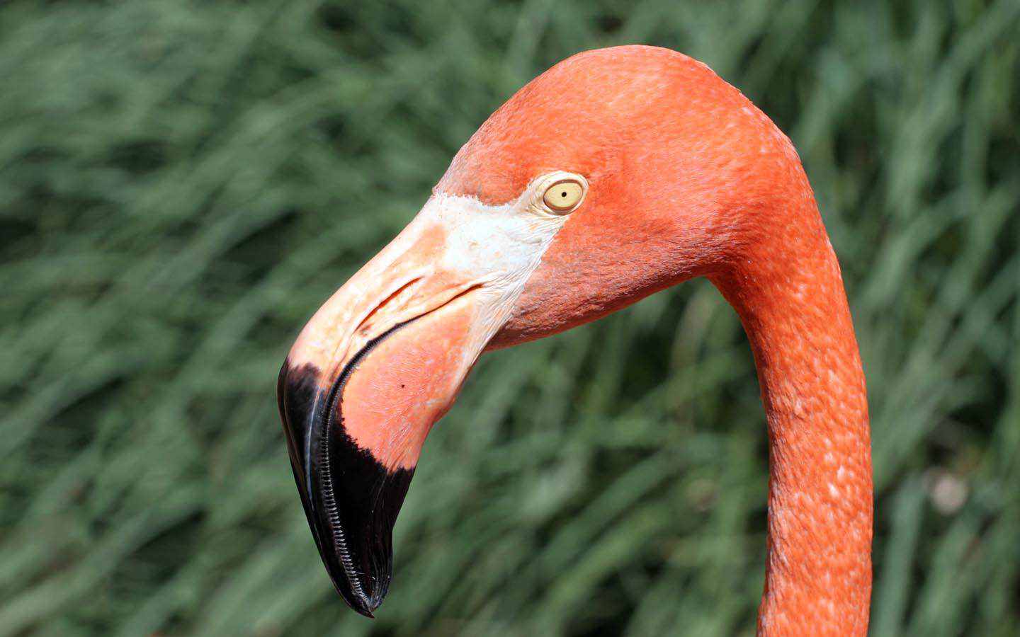 40 aves de bicos estranhos 692884orange flamingo head | Animais | animais, aves, bichos, bizarro, curioso, estranho
