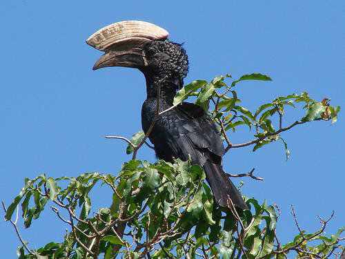 40 aves de bicos estranhos 692884tumblr lmpa3n5Lk91qzs4d0o1 500 | Animais | animais, aves, bichos, bizarro, curioso, estranho