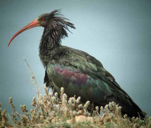 40 aves de bicos estranhos 692884tumblr ln00y822SX1qzs4d0o1 500 | Animais | animais, aves, bichos, bizarro, curioso, estranho