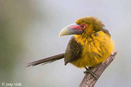 40 aves de bicos estranhos 692884tumblr ln03a7wgeE1qzs4d0o1 500 | Animais | animais, aves, bichos, bizarro, curioso, estranho