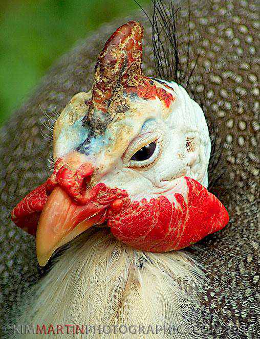 40 aves de bicos estranhos 692884uglybird | Animais | animais, aves, bichos, bizarro, curioso, estranho