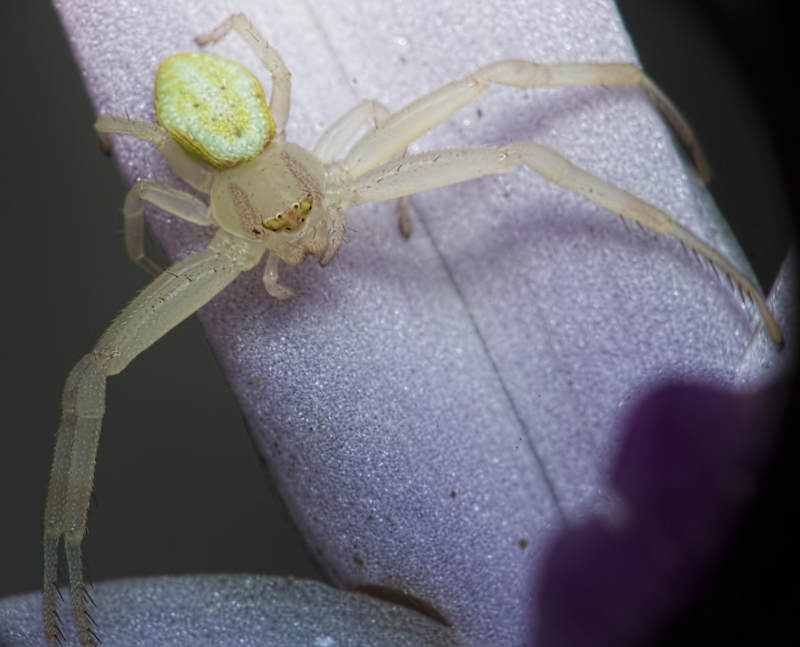 Macros de domingo 789705aranhabranca low | Arte | animais, bichos, curioso, fotografia