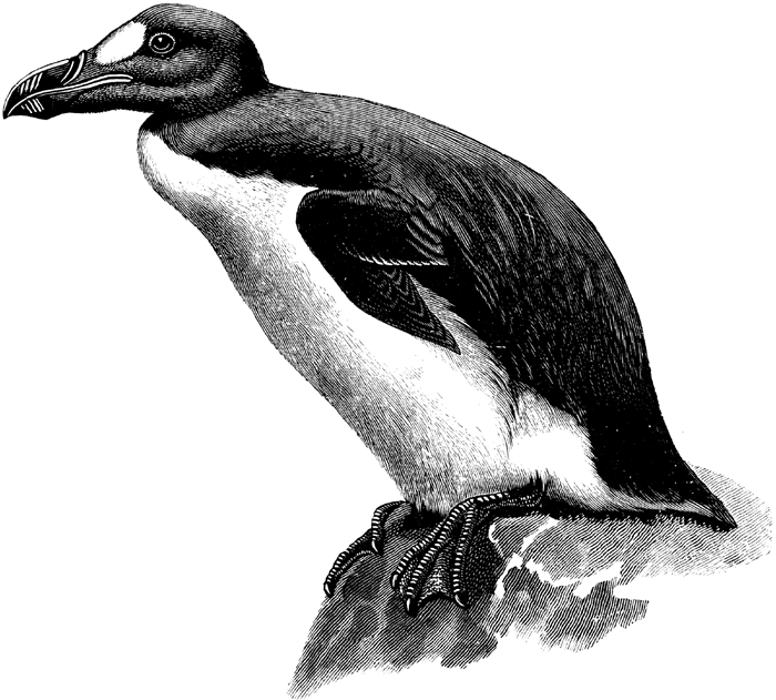 Indio Gigante, o frango gigantesco 84090564953 great auk lg | Animais | animais, bichos, bizarro, curioso, frango, galinha, incrível