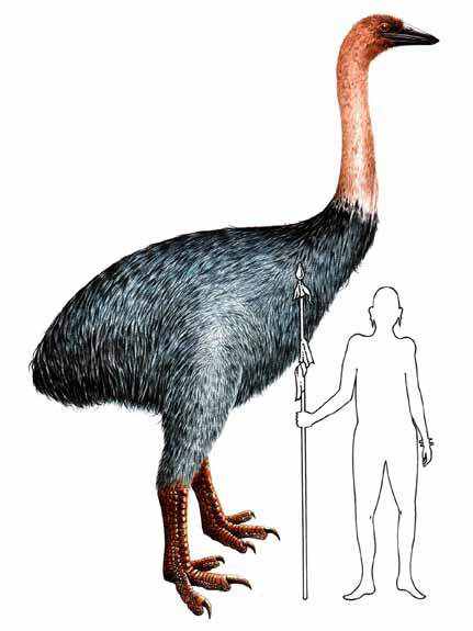 Indio Gigante, o frango gigantesco 86277aepyornis maximus big | Animais | animais, bichos, bizarro, curioso, frango, galinha, incrível