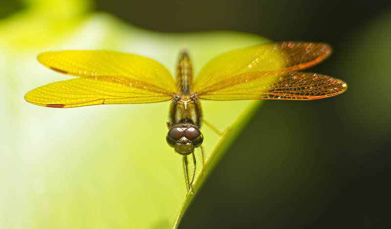 Como fazer fotografia Macro - Safari no jardim 2 945931libeluladourada blog | Arte | fotografia, insetos, macro