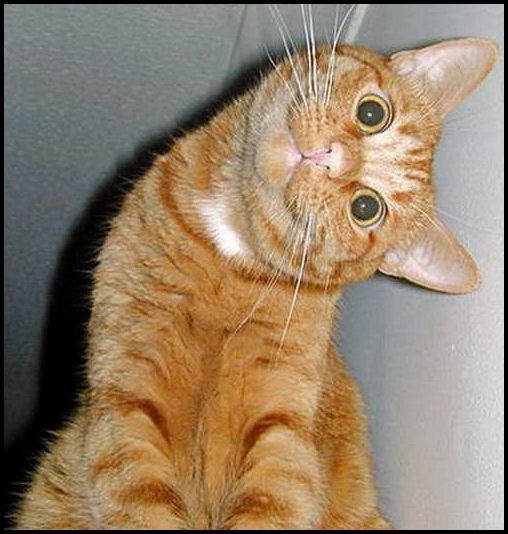 Os 5 gatos mais pacientes da face da Terra 958125funny cat | Videos | bizarro, curioso, gato, videos