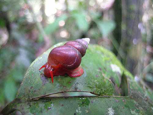 animal vermelho animal vermelho