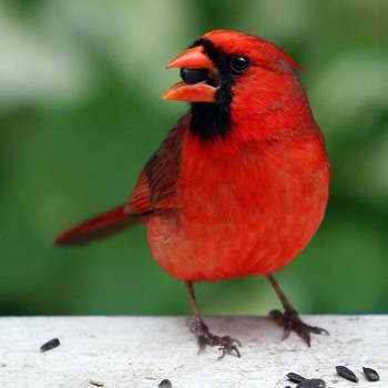 animal vermelho animal vermelho