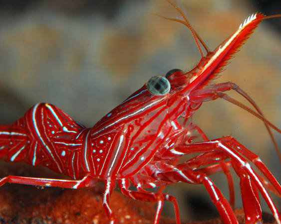 animal vermelho animal vermelho