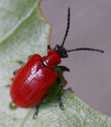 animal vermelho animal vermelho