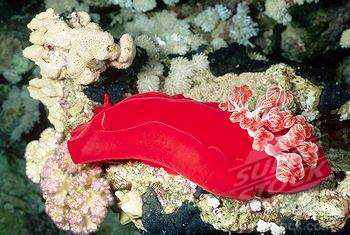 animal vermelho animal vermelho