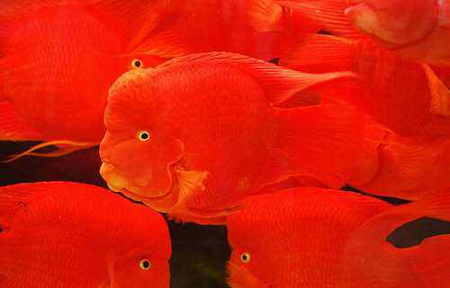 animal vermelho animal vermelho