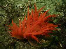 animal vermelho animal vermelho