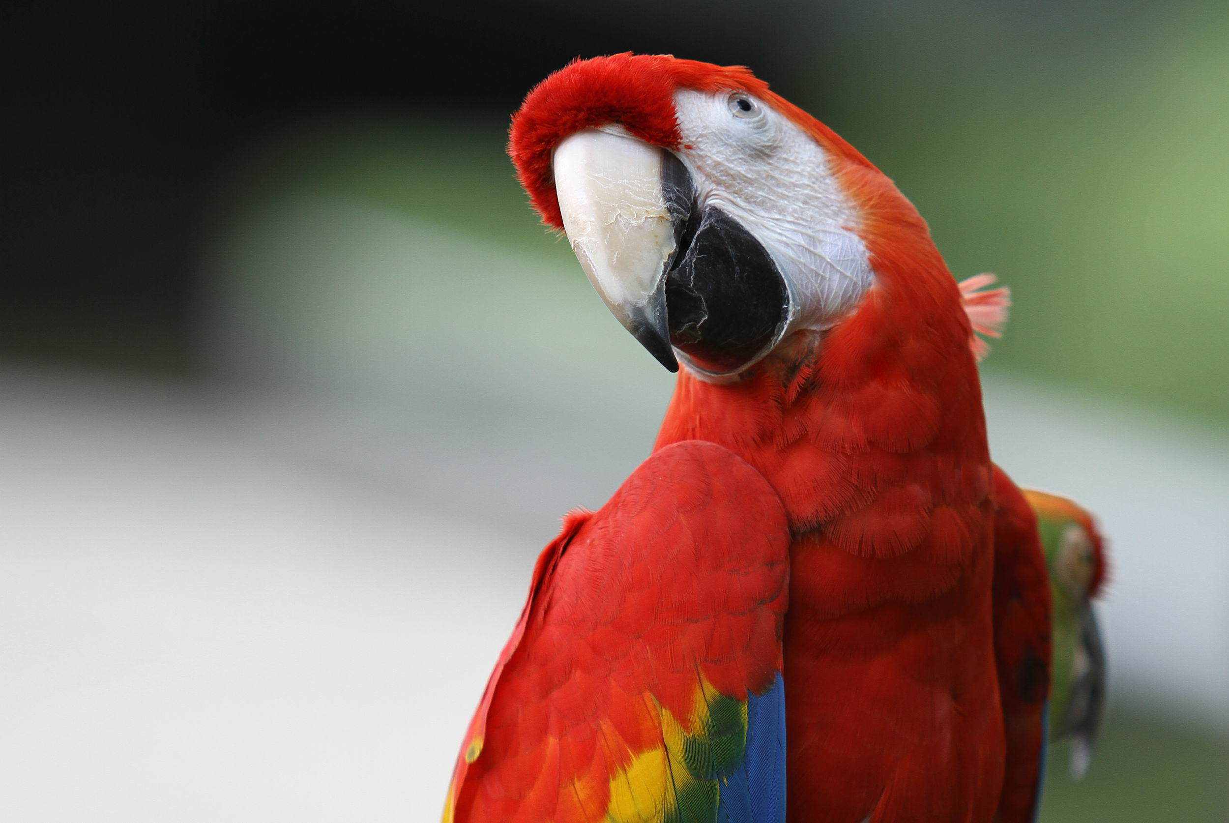 animal vermelho animal vermelho