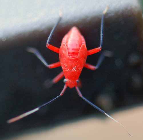 animal vermelho animal vermelho