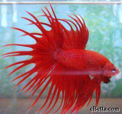 animal vermelho animal vermelho