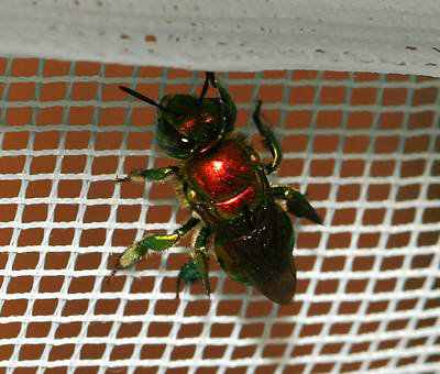 animal vermelho animal vermelho