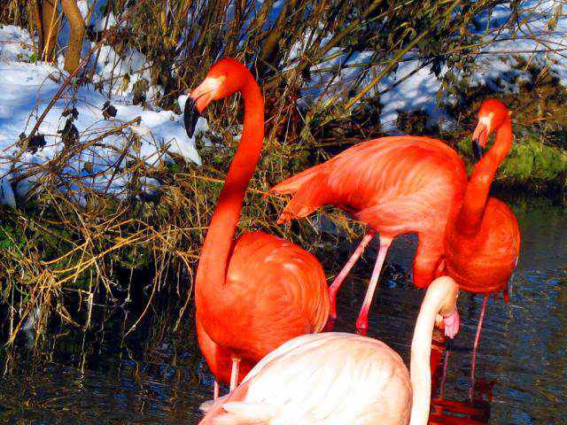 animal vermelho animal vermelho