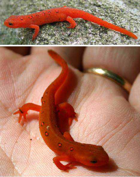 animal vermelho animal vermelho