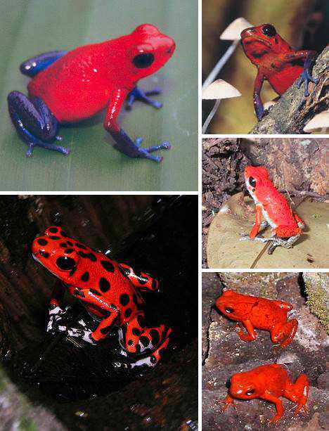 animal vermelho animal vermelho