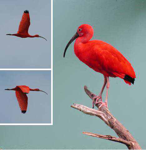 animal vermelho animal vermelho