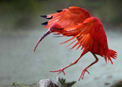 animal vermelho animal vermelho