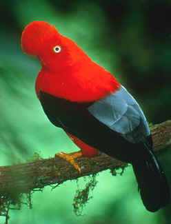 animal vermelho animal vermelho