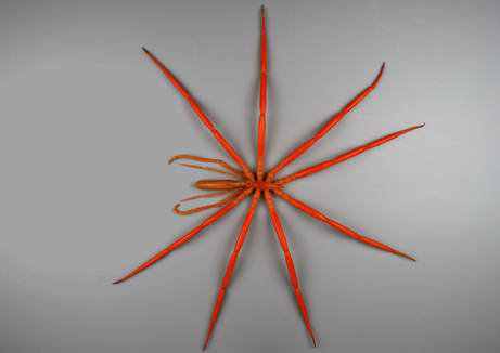 animal vermelho animal vermelho
