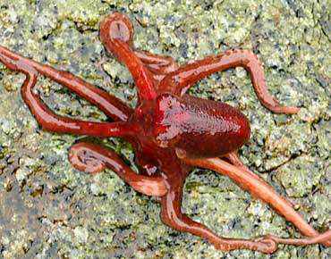 animal vermelho animal vermelho