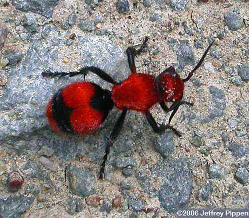 animal vermelho animal vermelho